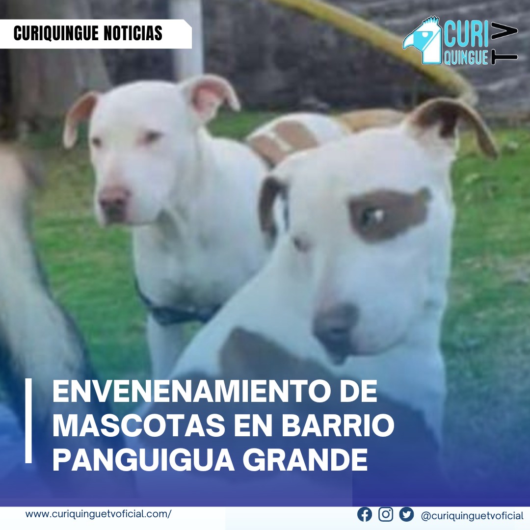 #NoticiaLocal Conmoción en Panguigua por Envenenamiento de Mascotas... Mayra Soria residente del barrio Panguigua Grande, denunció el envenenamiento de sus dos perros y varios gatos. Señala posibles responsables entre vecinos de la zona destacando su hostilidad y exige acciones de las autoridades para garantizar la seguridad de los animales y los residentes, mientras la indignación crece en las redes sociales. Más noticias y Tv en vivo: www.curiquinnguetv.com #CuriquingueTvOficial