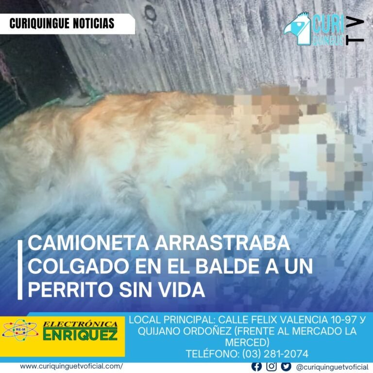 #NoticiaLocal Un incidente conmocionó a la comunidad de Latacunga cuando un ciudadano denunció a una persona que transportaba a un perro colgado de su camioneta en el sector Belisario Quevedo. El dueño del animal aseguró que no se había dado cuenta de la situación, lo que genera preocupación sobre el maltrato animal en la zona. Regis Danilo Freirie Soria, asesor jurídico de la Fundación Latacunga Animalista, se refirió al caso y destacó la importancia de concienciar a la población sobre el respeto y cuidado de los animales. Le recordamos que puede seguir a través de #CuriquingueTv en #ATVCABLE #canal83 #Latacunga #Pujilí #Saquisilí #CBVisión #canal79 #Salcedo #Ambato #TVPlus #canal48 #LaManá #Valencia #Quevedo ¡Gracias por sintonizarnos! Más noticias y Tv en vivo: www.curiquinguetv.com #CuriquingueTvOficial