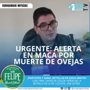 Un incidente desconcertante ha sacudido a la comunidad de Maca, donde varias ovejas murieron el domingo pasado presuntamente debido a la presencia de 5 canes. Según informó el jefe político del cantón, se está investigando el caso para determinar las causas exactas del incidente.