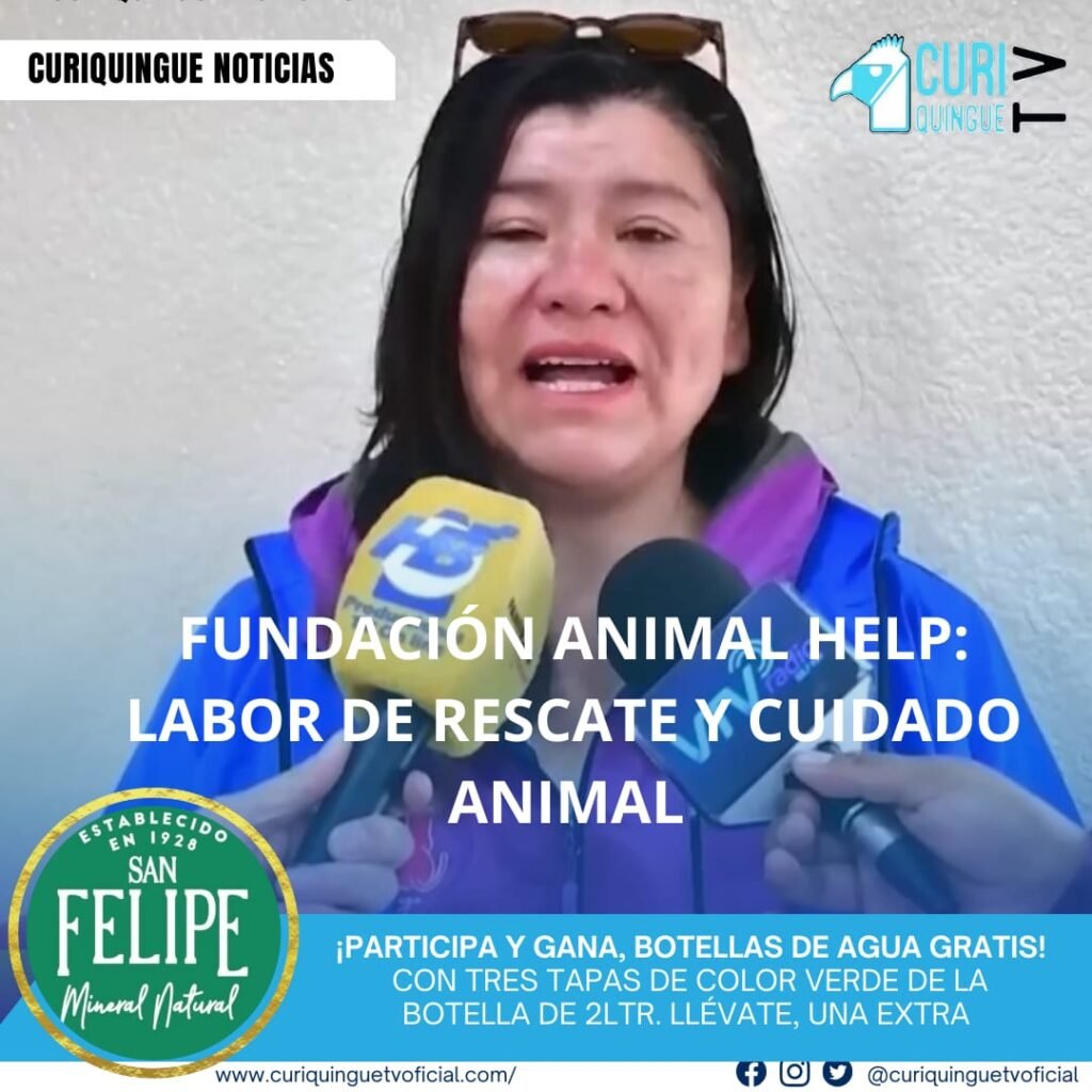 La presidenta de la fundación Animal Help, Daniela Zuñiga, informó sobre la labor de rescate y atención a animales en situación de vulnerabilidad en Latacunga y otros cantones. Gracias a la colaboración de una seguidora, la fundación pudo ayudar a una perrita en el cantón Saquisilí. Zuñiga enfatizó la necesidad de implementar ordenanzas en Saquisilí y Pujilí para prevenir el maltrato animal.