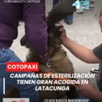 La Dirección de Ambiente del Municipio de Latacunga informó que las campañas de esterilización para mascotas continúan registrando una importante participación ciudadana.
