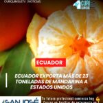 Ecuador concretó la exportación de 23.430 kilogramos de mandarina variedad Tango hacia Estados Unidos, luego de cumplir con el tratamiento en frío requerido para ingresar a ese mercado internacional.
