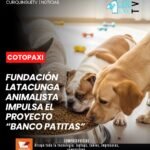 La Fundación Latacunga Animalista continúa adelante con el proyecto “Banco Patitas”, una iniciativa que busca recibir donaciones de alimentos destinados a cinco perritos en estado de abandono. Los animales se encuentran actualmente bajo la tutela de una persona que se encarga de su cuidado.
