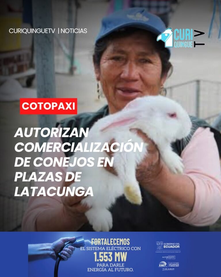 El jefe político del cantón Latacunga informó que está habilitada la comercialización de conejos en las diferentes plazas de la localidad. Sin embargo, quienes desarrollen esta actividad deberán cumplir las disposiciones y medidas sanitarias emitidas por Agrocalidad para garantizar el manejo adecuado de los animales. 🐇📋